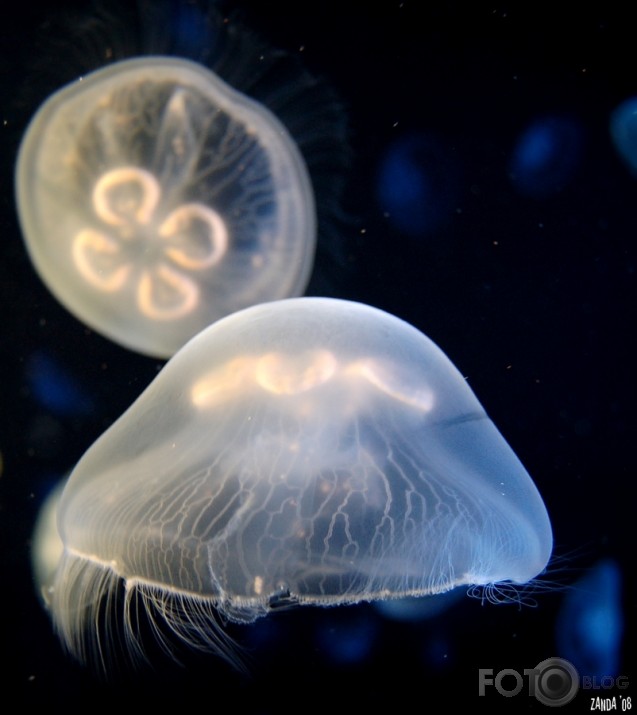 The lightness of jellyfish.