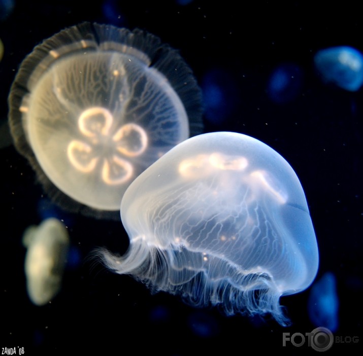 The lightness of jellyfish.