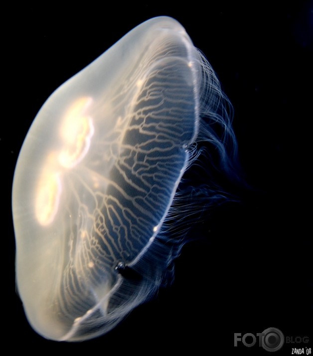 The lightness of jellyfish.