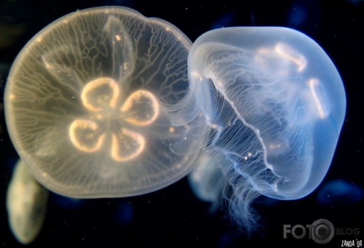 The lightness of jellyfish.