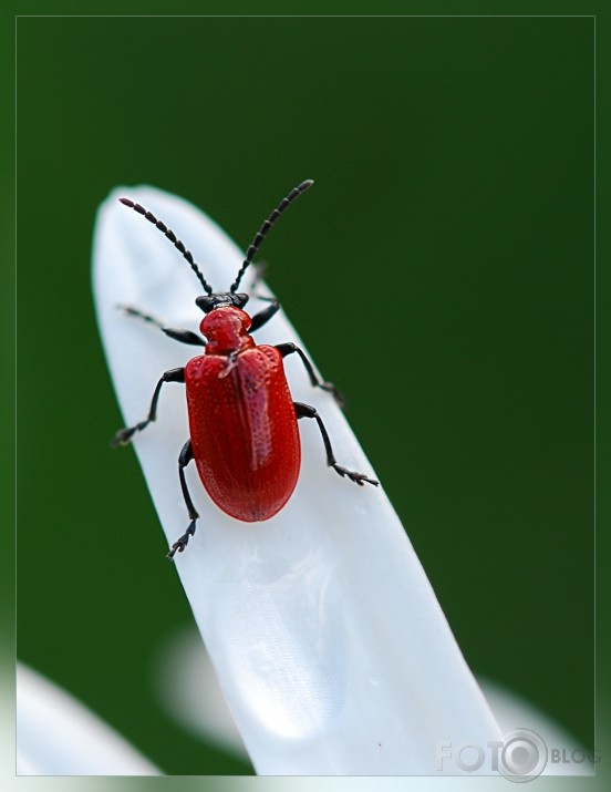 Caur uguni:) un ūdeni vai ugunsvabole