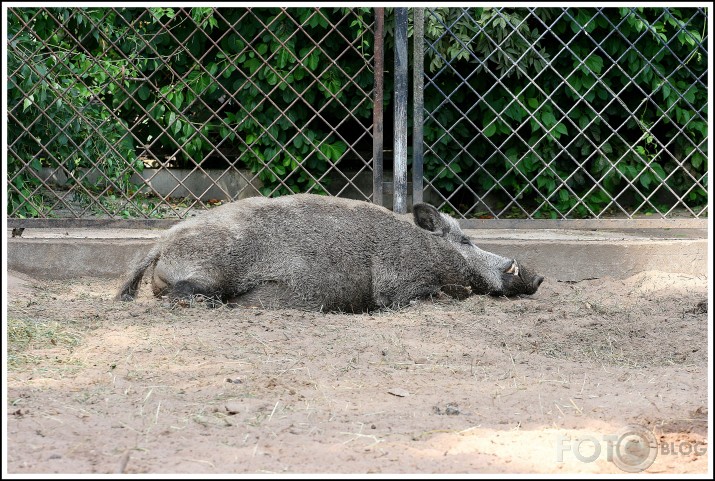 ZOO miega bums