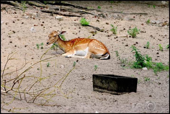 ZOO miega bums