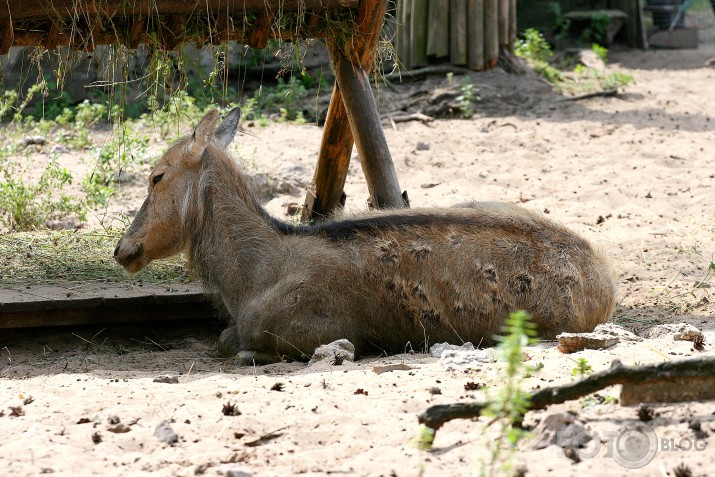 ZOO miega bums