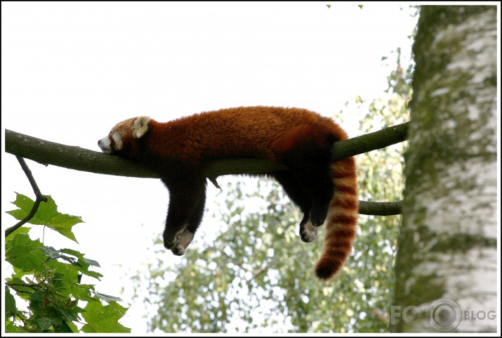 ZOO miega bums