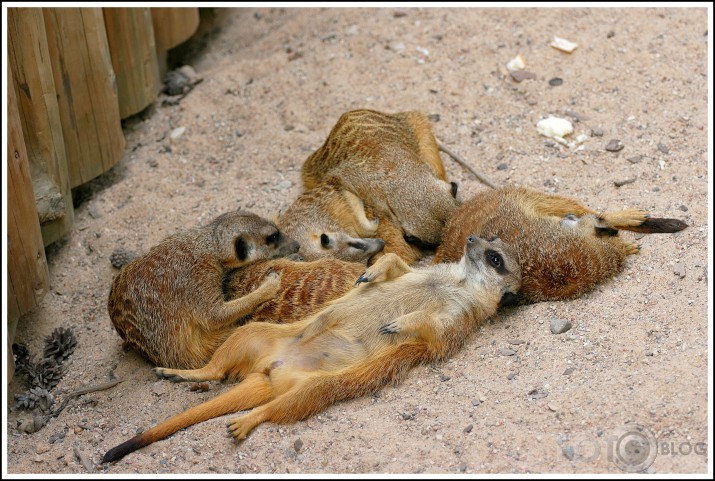 ZOO miega bums