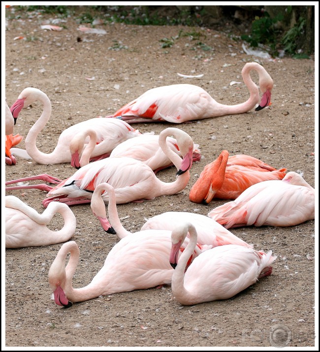 ZOO miega bums
