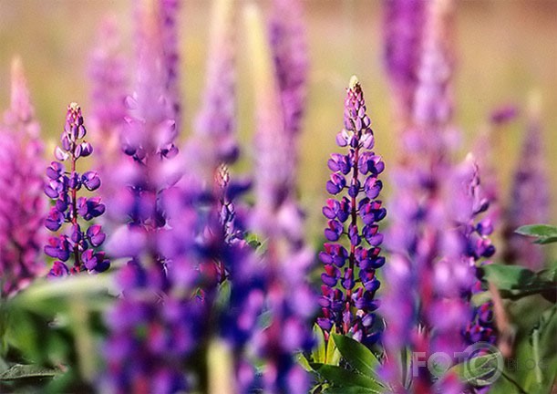 Lupines