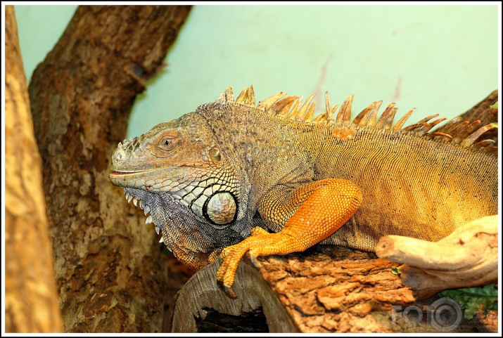 Iguana