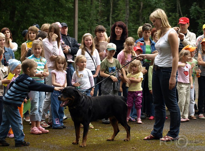 Suņu parāde