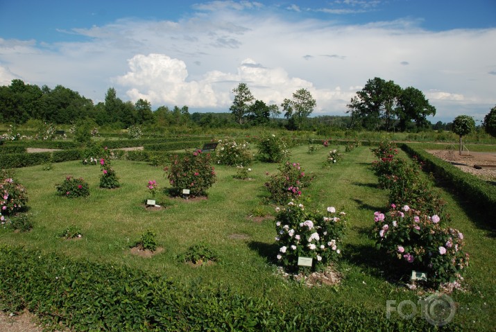 Rundāles pils, rozes