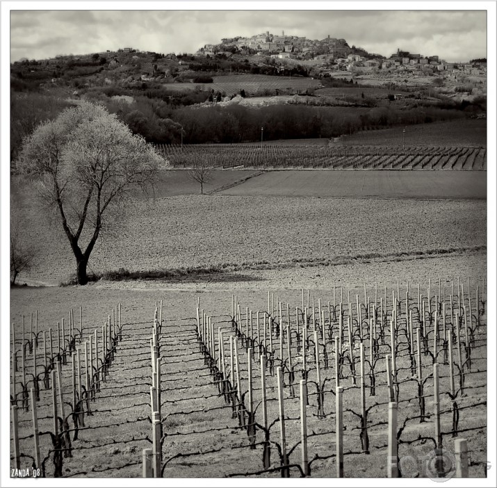 Among city walls and wineyard fields.