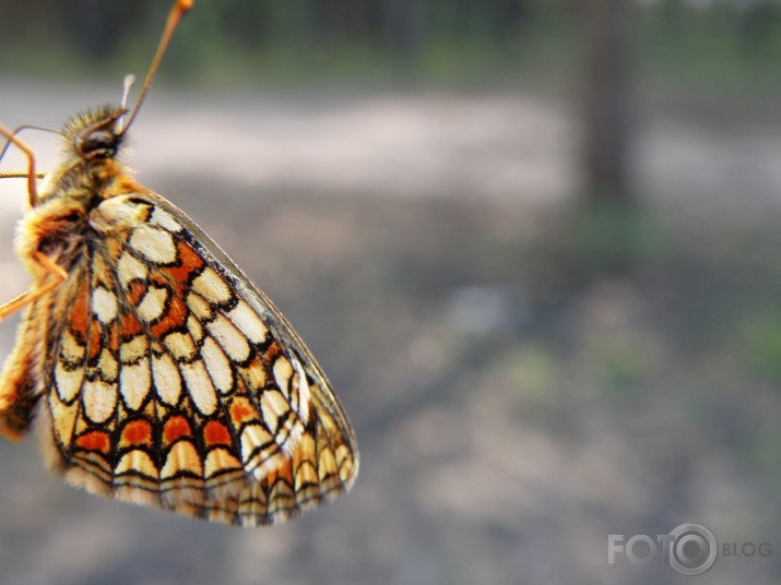 butter colored butterfly