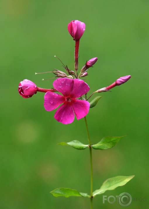 Flokši