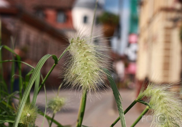 Kuldīga