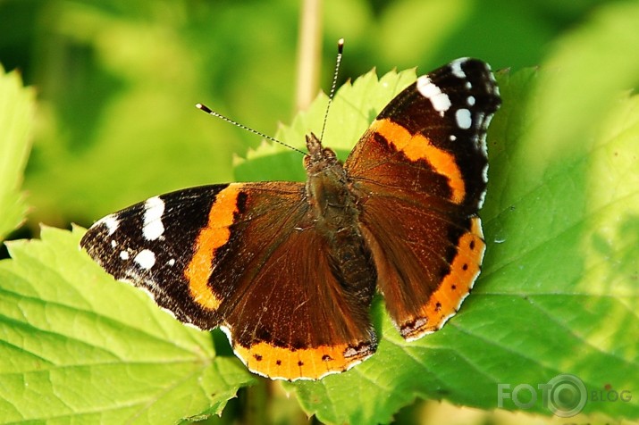 Admirālis Vanessa atalanta - lielais nātru raibenis!