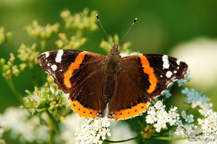 Admirālis Vanessa atalanta - lielais nātru raibenis!