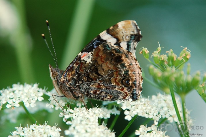 Admirālis Vanessa atalanta - lielais nātru raibenis!