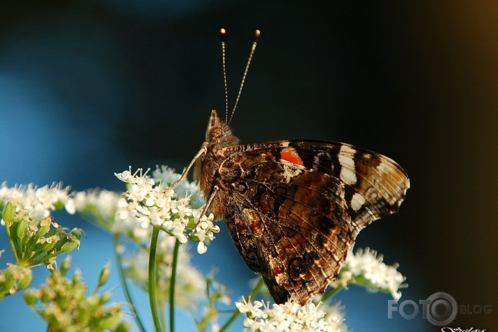 Admirālis Vanessa atalanta - lielais nātru raibenis!