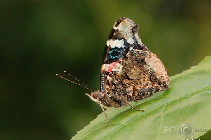 Admirālis Vanessa atalanta - lielais nātru raibenis!