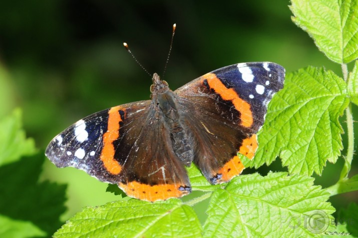 Admirālis Vanessa atalanta - lielais nātru raibenis!