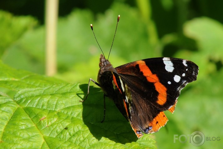 Admirālis Vanessa atalanta - lielais nātru raibenis!
