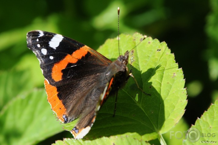 Admirālis Vanessa atalanta - lielais nātru raibenis!