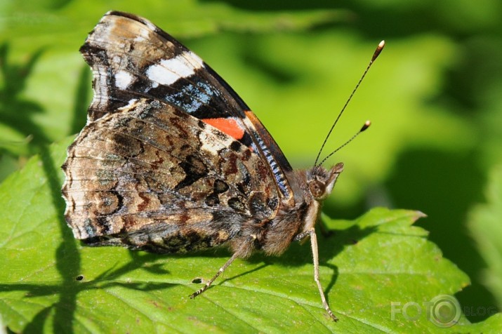 Admirālis Vanessa atalanta - lielais nātru raibenis!