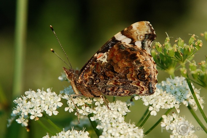 Admirālis Vanessa atalanta - lielais nātru raibenis!
