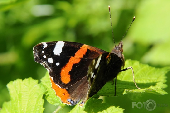 Admirālis Vanessa atalanta - lielais nātru raibenis!