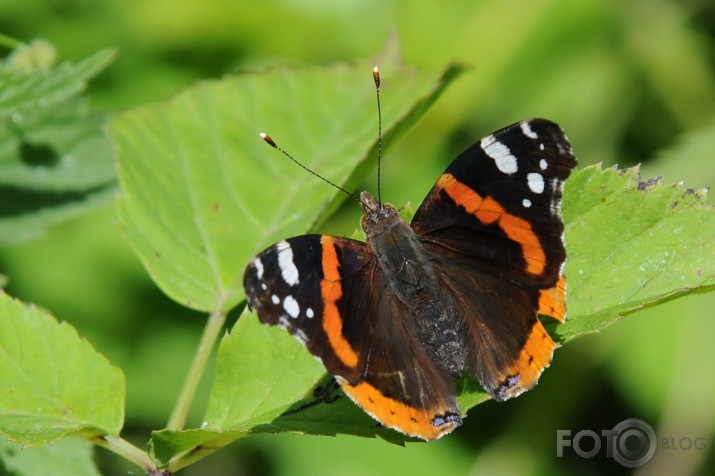 Admirālis Vanessa atalanta - lielais nātru raibenis!