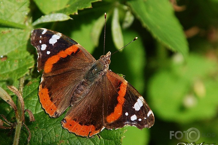 Admirālis Vanessa atalanta - lielais nātru raibenis!