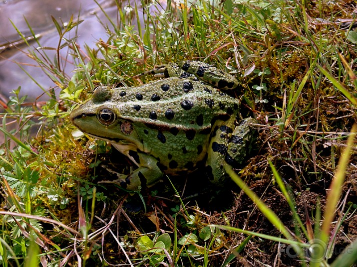 maza zaļa vardīte