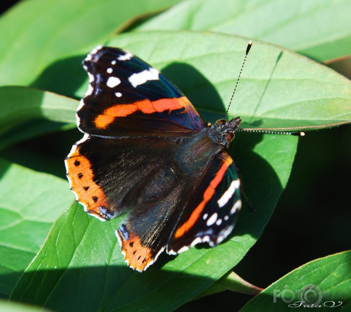 *Admirālis* (Vanessa atalanta)...beidzot arī manā dārzā...!!!