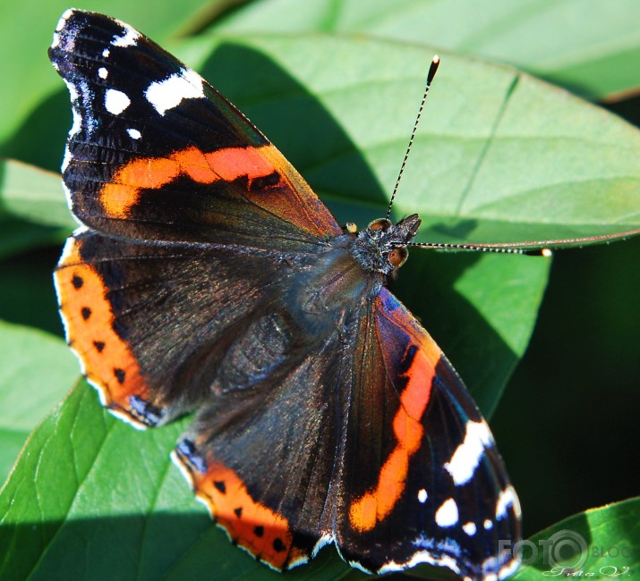 *Admirālis* (Vanessa atalanta)...beidzot arī manā dārzā...!!!