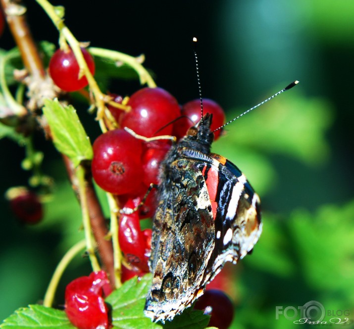 *Admirālis* (Vanessa atalanta)...beidzot arī manā dārzā...!!!