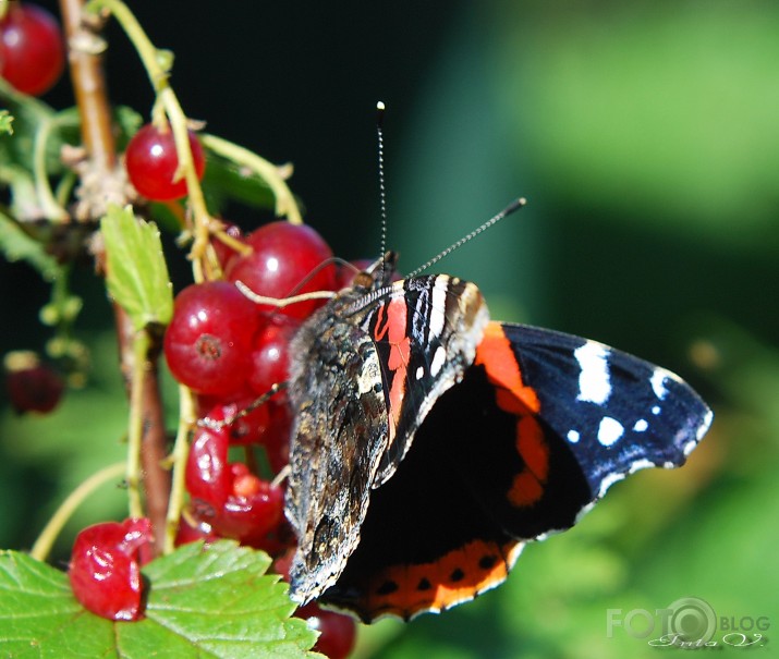 *Admirālis* (Vanessa atalanta)...beidzot arī manā dārzā...!!!