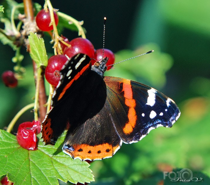 *Admirālis* (Vanessa atalanta)...beidzot arī manā dārzā...!!!