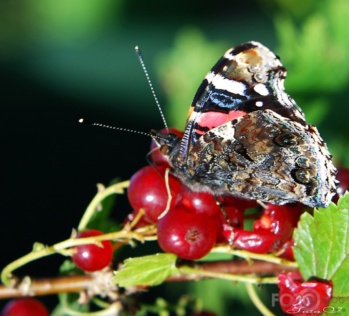 *Admirālis* (Vanessa atalanta)...beidzot arī manā dārzā...!!!