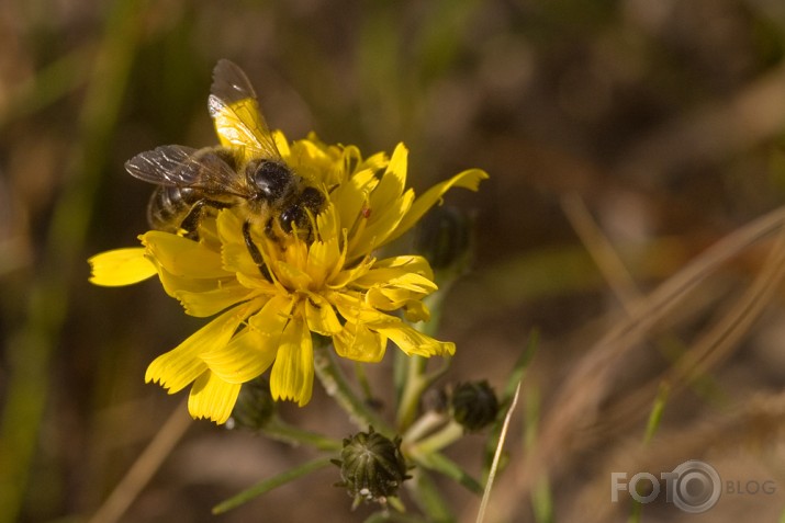 bzzzz