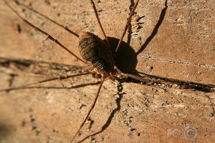 Pagalma apgaita