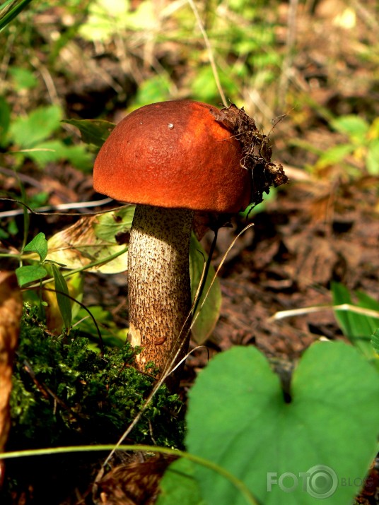 kundziņš