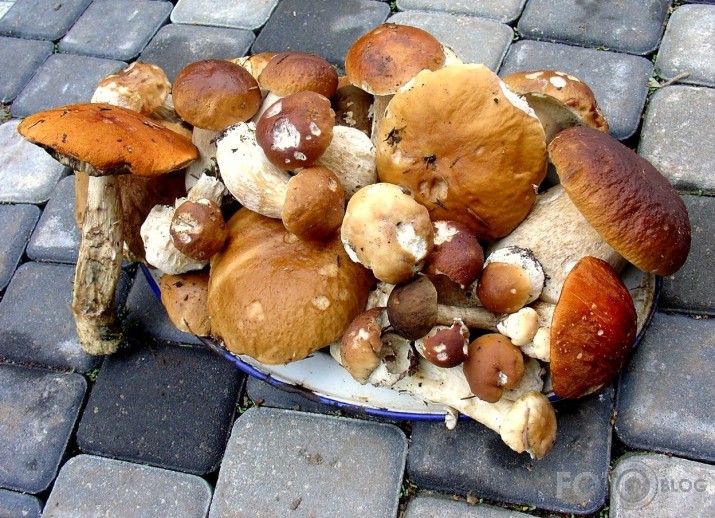 Meža mātes dāsnās dāvanas
