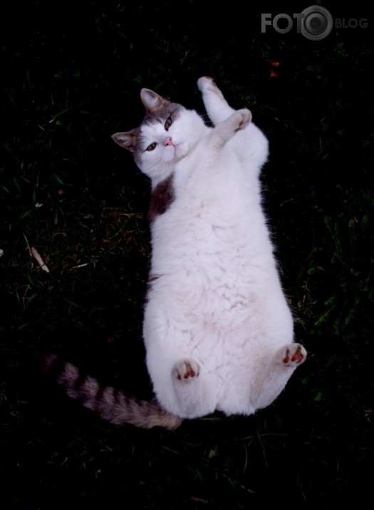 vēderiņš