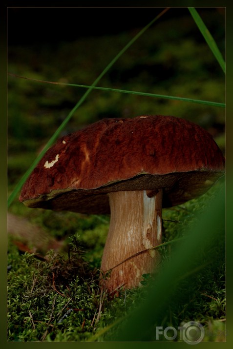 Boletus edulis