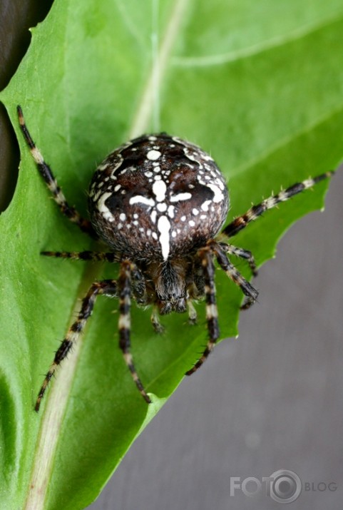 Krustnesis