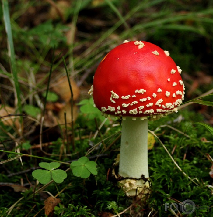 Mušmire un zaķskābene