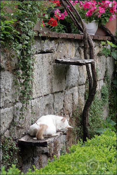 St-Cirq Lapopie un turienes kaķi