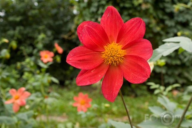 september flowers