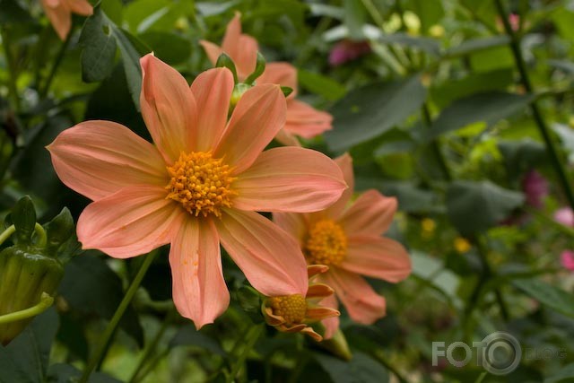 september flowers